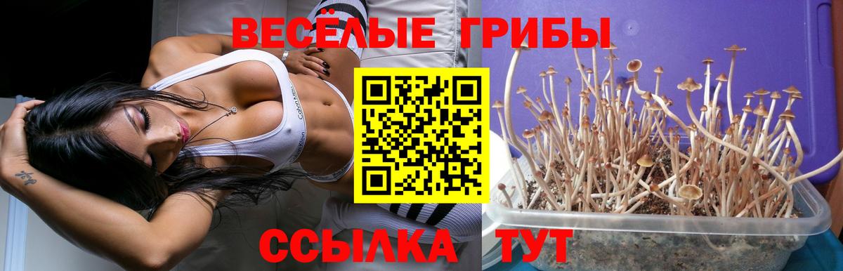 Псилоцибиновые грибы Psilocybe Светлоград